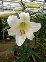 [5155 White Triumph VZ No01.JPG]